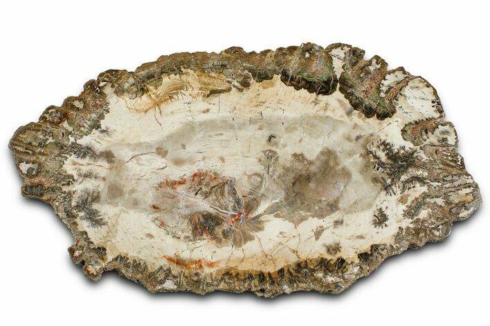 Beautiful Petrified Wood (Araucaria) Slab - Madagascar #361478